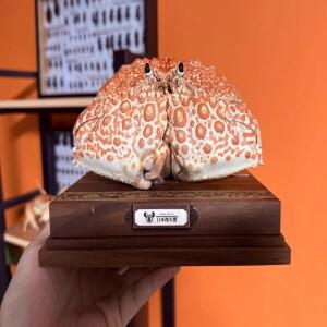 칼라파 자포니카 진짜 게 표본 특별 수공예품 수집가용 홈 데코 장식품 책상 맞춤 제작