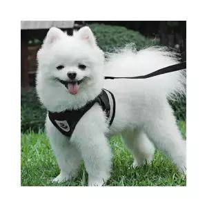 루미나D 강아지 세트 산책용 리드줄 애견 산책용품