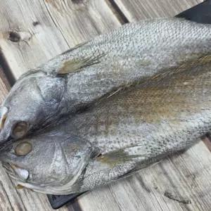 국내산 반건조 민어 특대 2미 [AYL5597]