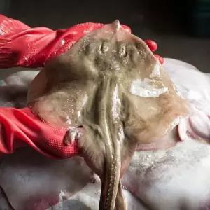 군산 급냉 간재미 횟감 1kg