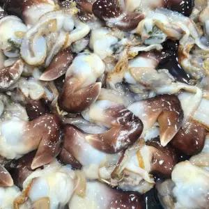 제철 여수 초코 새조개 샤브샤브용 신선한 새조개 산지직송 200g