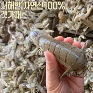100% 국내 자연산 서천 갯가재 1KG(15~20미 내외) 제철 맛있는 갯가재