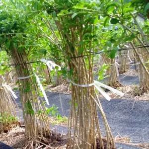 구기자나무묘목 왕구기자나무