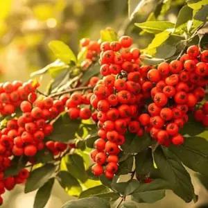 마가목나무묘목 마가목묘목