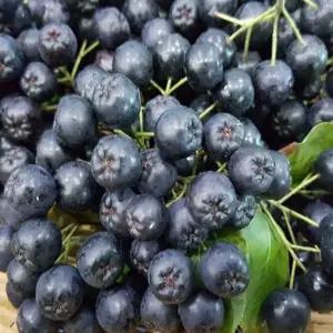 아로니아묘목 블랙쵸크베리묘목