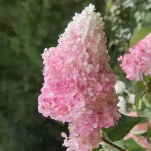 [충북농원] 바닐라프레이즈 유럽목수국 수국나무 묘목 - 포트묘 분묘