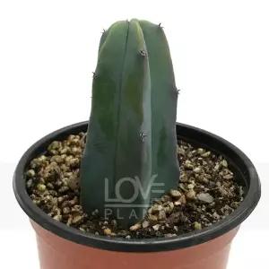 용신목 용심목 기둥 만세 선인장 다육이 화분 다육 식물 인테리어 소품