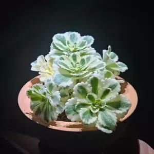 [정해바바] JB-토분 아틀란티스세덤- 아름답고 매력적인 잎색