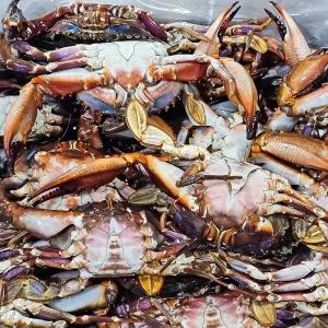 국내산 연평도 돌게 10kg (암수랜덤) 냉동 박하지 민꽃게