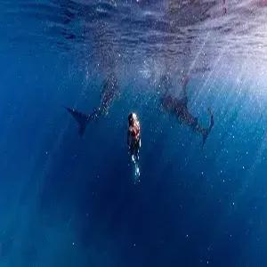 [청주출발]세부 5일 #차박 #제이파크리조트 #디럭스룸2박 #오슬롭고래상어체험다이빙 #모알보알 #선셋낭만투어 #전신마사지 #특식3회