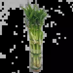 트리앤 개운죽 약10cm 12cm 20cm 30cm수경식물 공기정화식물 12