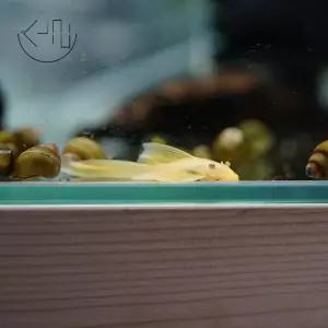 안시 롱핀 (관상어, 열대어, 청소 물고기)