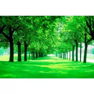 원시림 자연풍경 포스터 나무 그림 스티커 숲 인테리어 그린 벽지 거실 잔디공원 벽