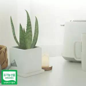 화분 취미 애기 알로에 생 사포나리아 모종 3개 [f6A6588]