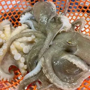 [담미로]국내산 활 주꾸미 알배기 1kg 급냉 알 쭈꾸미 샤브샤브