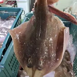 국내산 생물 간재미 1kg(1-3미내외) 2kg 인천 생간재미 활간재미 횟감용 무침