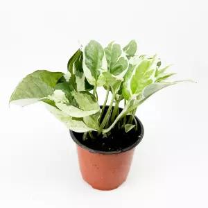 글라스가든 엔조이 스킨답서스 소품 실내공기정화 키우기 쉬운 수경재배식물 