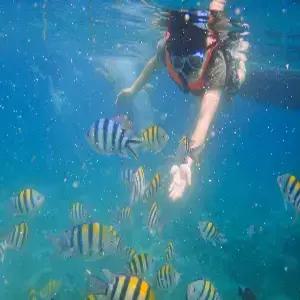 [특가상품] 세부 5일 #제이파크리조트 #디럭스가든룸 #아일랜드호핑투어 #전신마사지 #망고1KG #시내관광 #노쇼핑