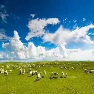 [세계3대초원]내몽골/후룬베이얼초원 5일 #대자연여행 #완벽한힐링 #현대식게르[2인1실] #캠프파이어 #징기스칸광장 #만주리러시아풍거리 #마트료시카테마파크