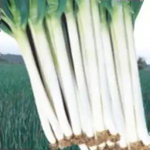 종묘사 금장외 대파 파 채소 식물 씨 품종 종자 씨앗 400g