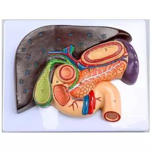 간 쓸개관 췌장 인체관찰 장기모형 보건교육 학습도구 수업자료 상담실