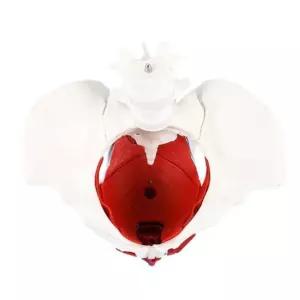 여성골반 자궁구조 방광요추 관찰모형 인체해부 수업자료 학습도구 보건교육 상담실