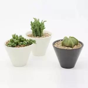 인테리어 반려식물 다육이 분갈이 넓은 도자기 화분