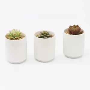 인테리어 반려식물 다육이 세라믹 도자기 백토 화분
