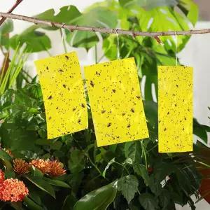 해충 끈끈이 벌레퇴치 파리 트랩 10x20cm fm299 날 바퀴벌레