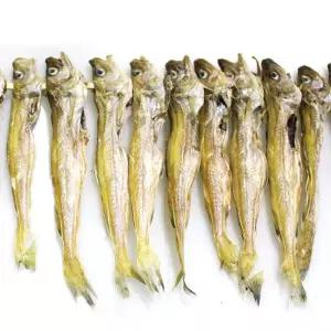 대구 노가리 지방태 줄노가리 100급 20마리 인기 많은