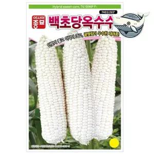 달콤한 백초당 옥수수 씨앗 대형 단맛 옥수수