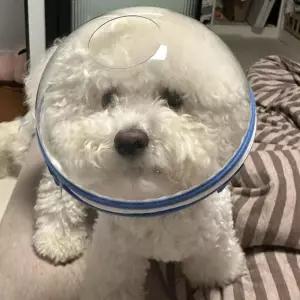 반려견 얼굴커버 입마개 넥카라 고양이 해충방지 강아지