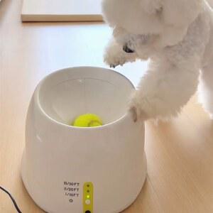 강아지 셀프 공놀이 애견 공발사 훈련 자동 기계 혼자노는 발사기