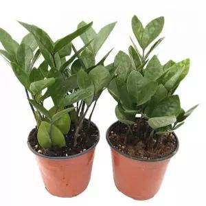 베하몰 실내 식물 1+1 금전수 풍성한 수형 약28cm원예장식 장식용 인테리어 인테리어용 화초 금전