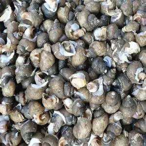 유쎌스토어 동해안 자연산 흑골뱅이 대 1KG (20-40미) [자숙급냉] 국산골뱅이 수산가공식품