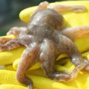 싱싱햇 암컷 알배기 생물 쭈꾸미 주꾸미 1kg