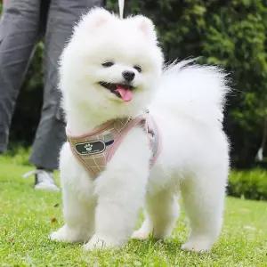 산책줄 포함 가슴 리드 핑크 S 강아지하네스용 애견 세트 산책