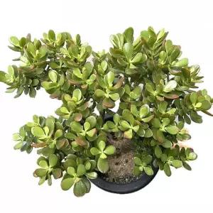 베하몰 실내 식물 미니 염좌 화분 54cm재배 키우기 기르기 원예 다육이