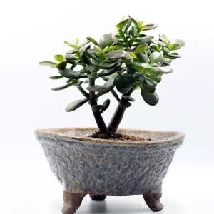 도자기 B31 감성 국내산 기품있는화분집화분 예쁜 다육 식물 선물 장식 디자인 꾸미기 정원 인테리어 거실