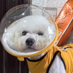 반려견 넥카라 입마개 고양이 스 강아지 해충방지 얼굴커버 블루 S사이즈