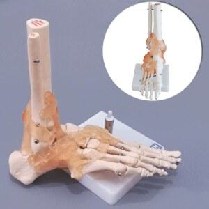 발 모형 발뼈 시뮬레이션 인대 병원 인체 뼈대 구조 해부학 골격