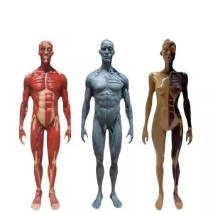 인체 근육 모형 인형 피규어 해부학 미니어처 소품