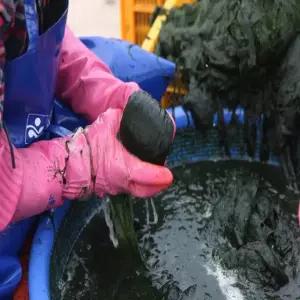 건강의섬완도 2026년 완도 찰매생이 5재기 10재기 생물 급냉 햇 매생이 350g전후 장흥