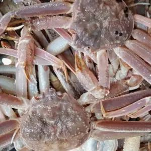 자숙박달대게 사무실간식 당충전디저 바삭한식감 행복한맛 박달대게