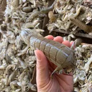 서해안 자연산 갯가재 1kg 캠핑 밀키트