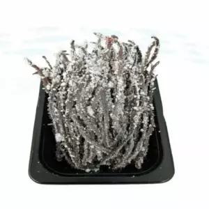 갯지렁이 60g 염장 바다 미끼 낚시용