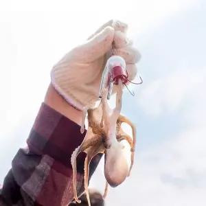 [산해직송]당일조업 국내산 활쭈꾸미 500g 주꾸미 활 주꾸미