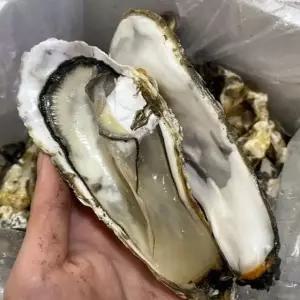 여수 석화 10kg 100미내외 햇굴 여수 굴 택배 여수 각굴 석화굴 석굴 싱싱한굴 석화 택배