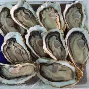 통영 하프셀 30미 내외 반 각굴 통영 굴 석화 굴 하프쉘 하프셸 하프 굴 석화 햇굴