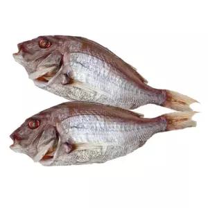 국내산 반건조 생선 참돔 특대 말린 캠핑 제수용 제사 상 부모님 선물 480g, 3개